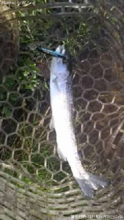 �쥤��ܡ��ȥ饦��