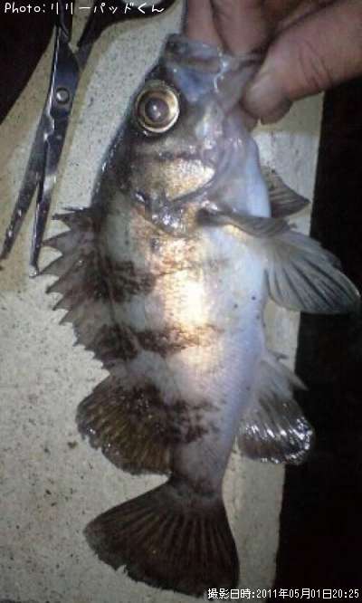 ��Х����