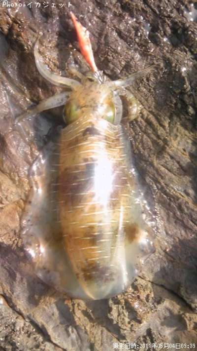 �����ꥤ��