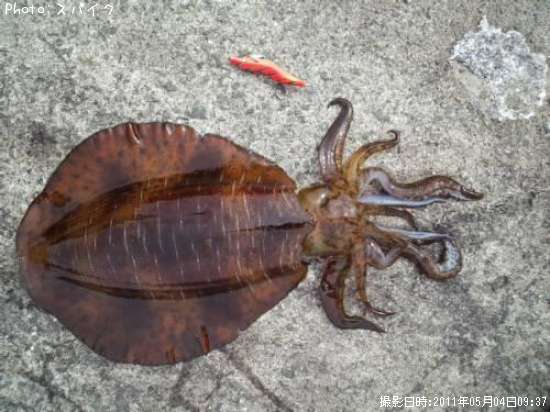 �����ꥤ��