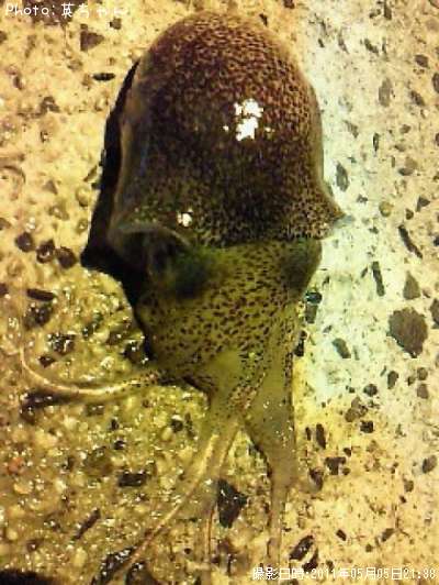 �ߥߥ�����