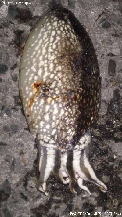 ����䥱����