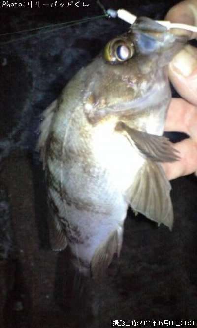 ��Х����