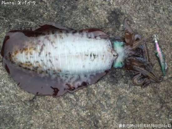 �����ꥤ��