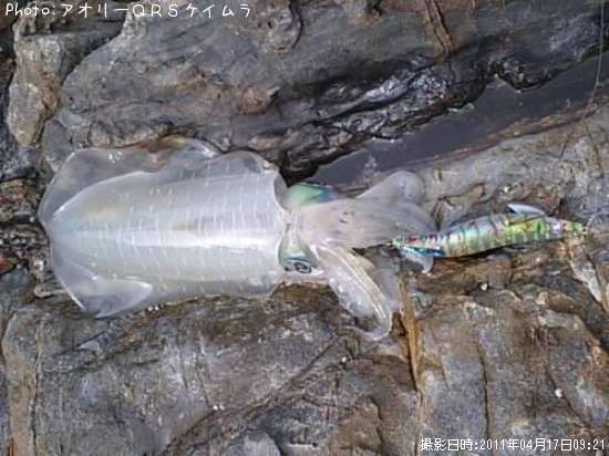 �����ꥤ��