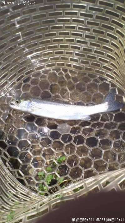 �쥤��ܡ��ȥ饦��