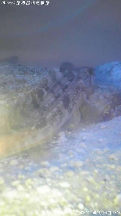 ��Х롦�ϥ��������ʥ�