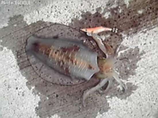 �����ꥤ��