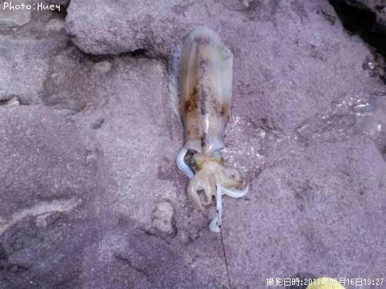 �����ꥤ��