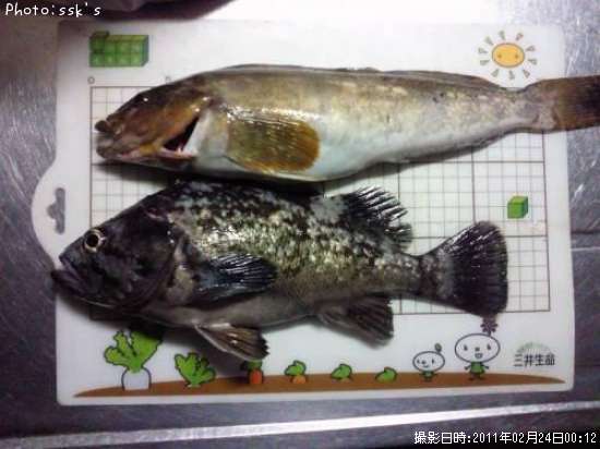 �����������ʥ�