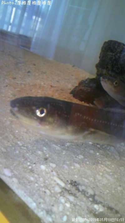 �������ʥ�