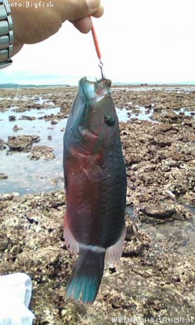 �ҥȥ�������Υ���