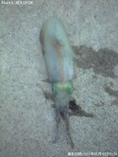 �����ꥤ��