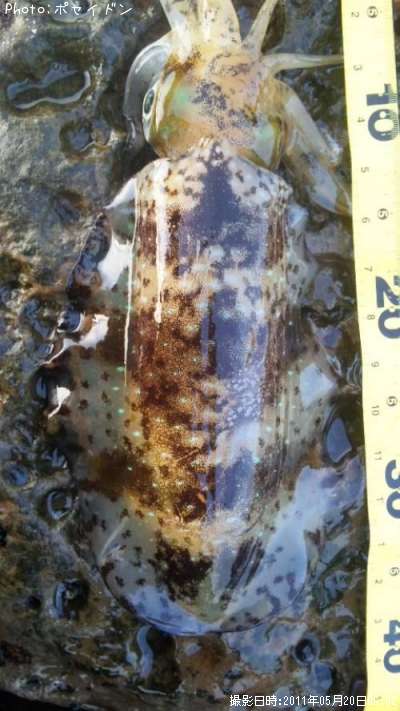 �����ꥤ��