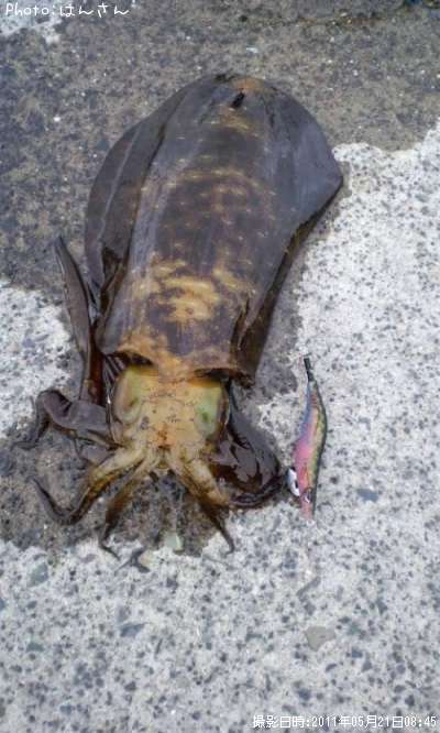 �����ꥤ��