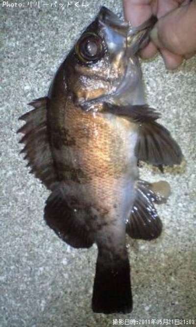 ��Х����