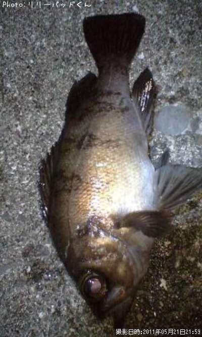 ��Х����