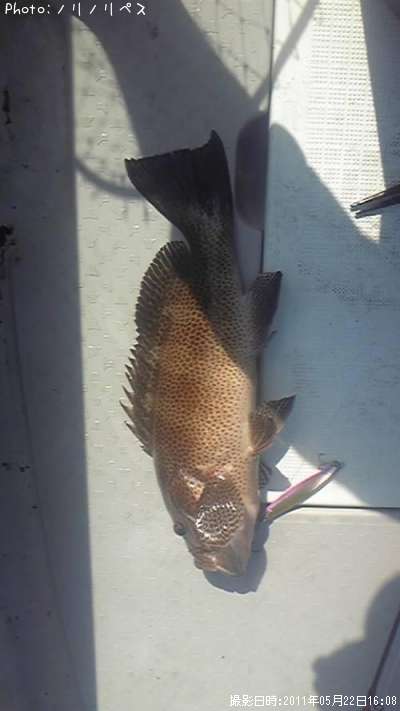 �����ϥ�