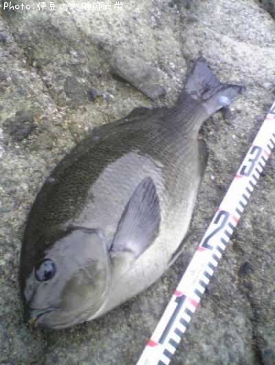 �����᥸��