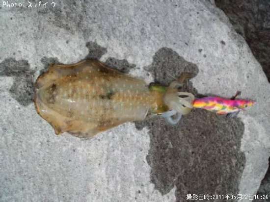 �����ꥤ��