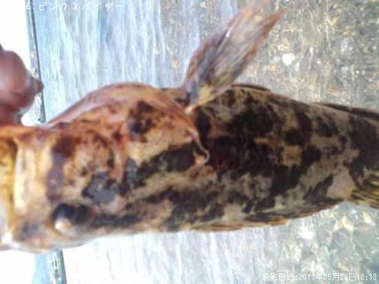 �٥å�������