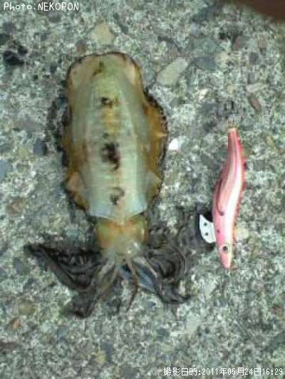 �����ꥤ��