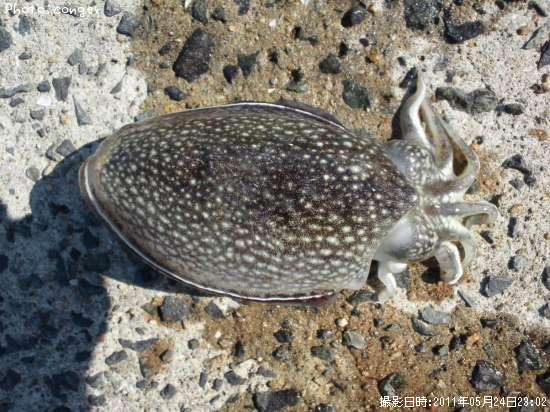 ����䥱����