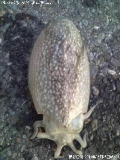 ����䥱����