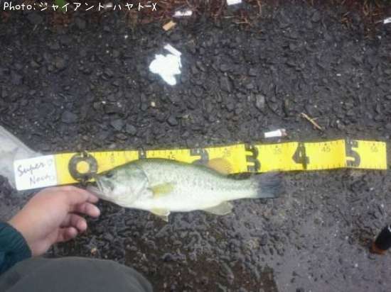 �֥�å��Х�