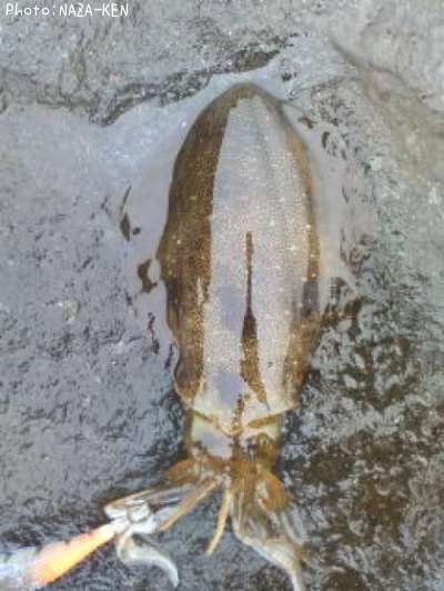 �����ꥤ��