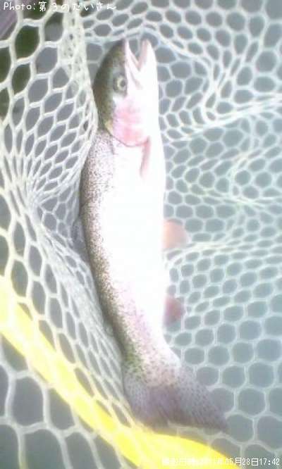 �쥤��ܡ��ȥ饦��