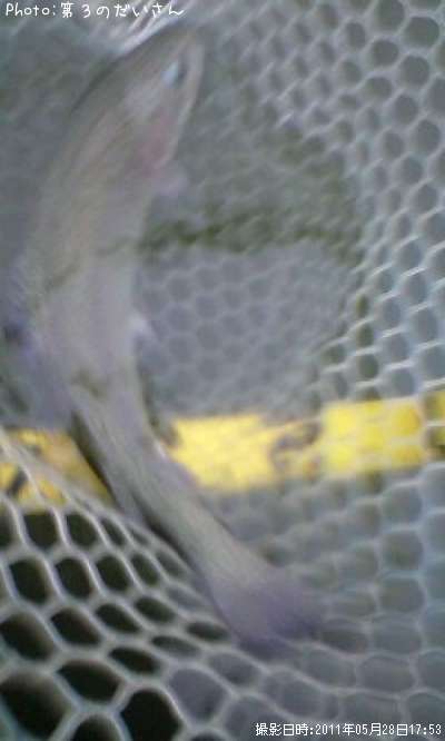 �쥤��ܡ��ȥ饦��