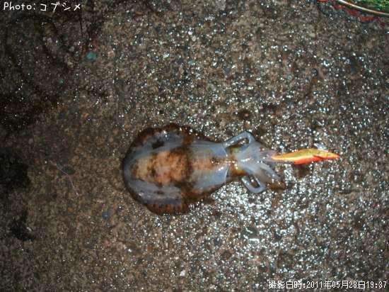 �����ꥤ��