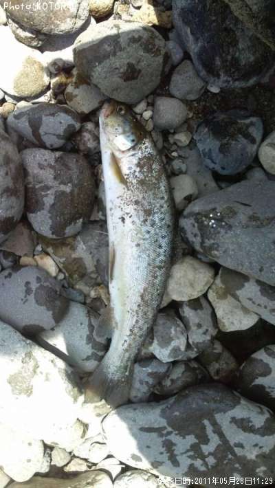 �֥饦��ȥ饦��