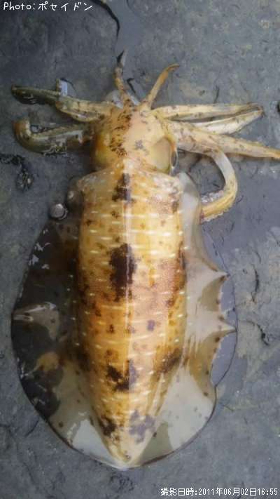 �����ꥤ��