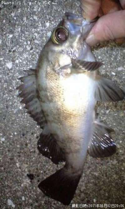 ��Х����