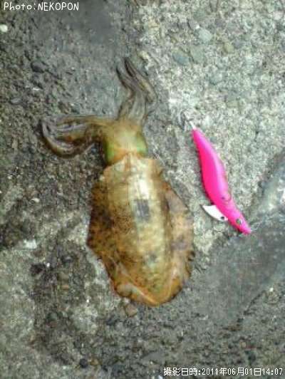 �����ꥤ��