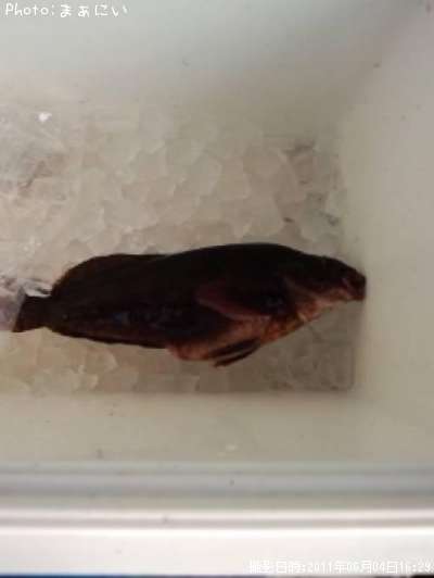 �����ʥ�