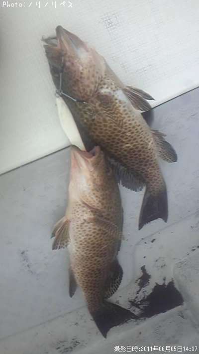 �����ϥ�