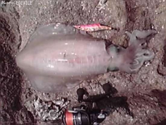 �����ꥤ��