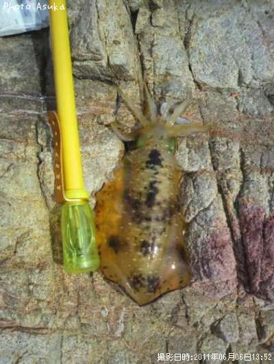 �����ꥤ��