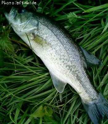 �֥�å��Х�