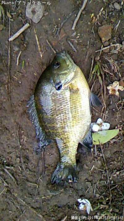 �֥롼����