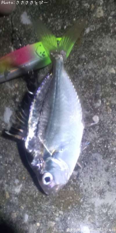 �ҥ��饮