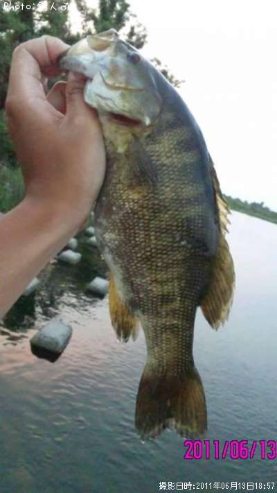 ���⡼��ޥ����Х�