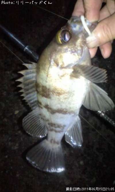 ��Х����