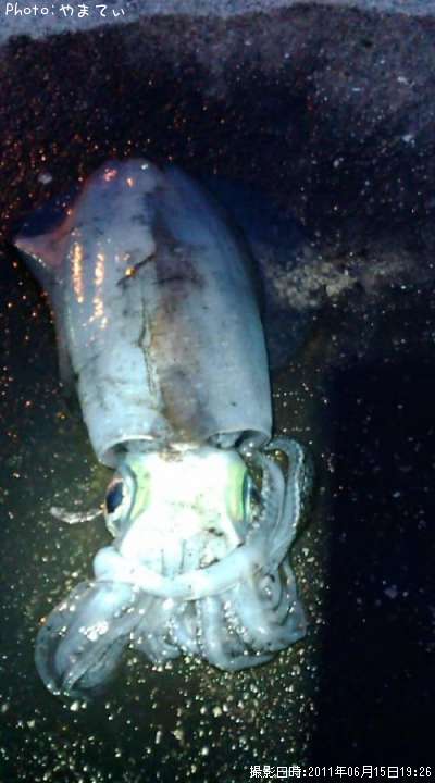 �����ꥤ��