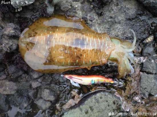 �����ꥤ��