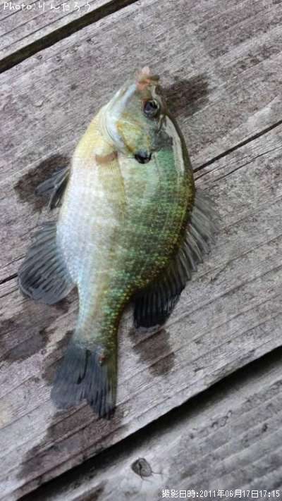 �֥롼����