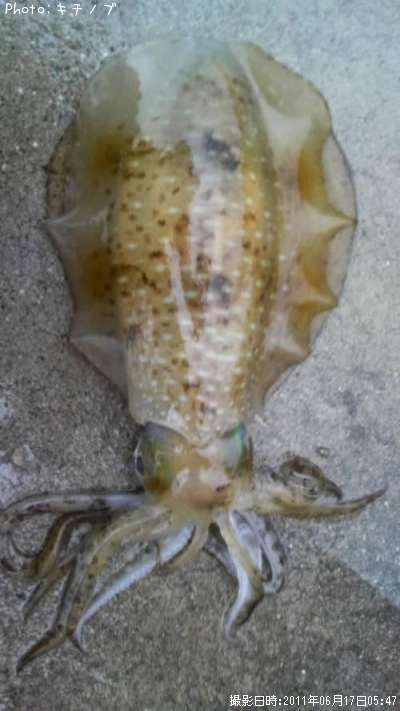 �����ꥤ��